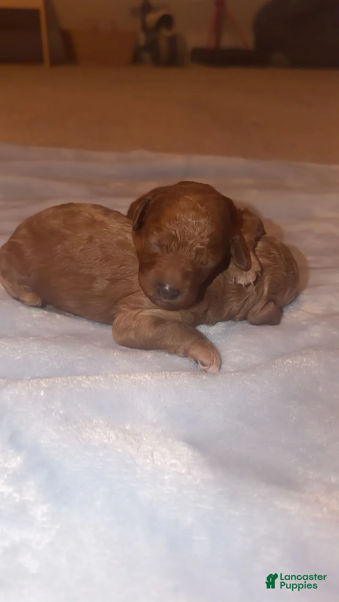 Mini Goldendoodle dogs for sale: Mini Goldendoodle Puppy 4 - Ad 3