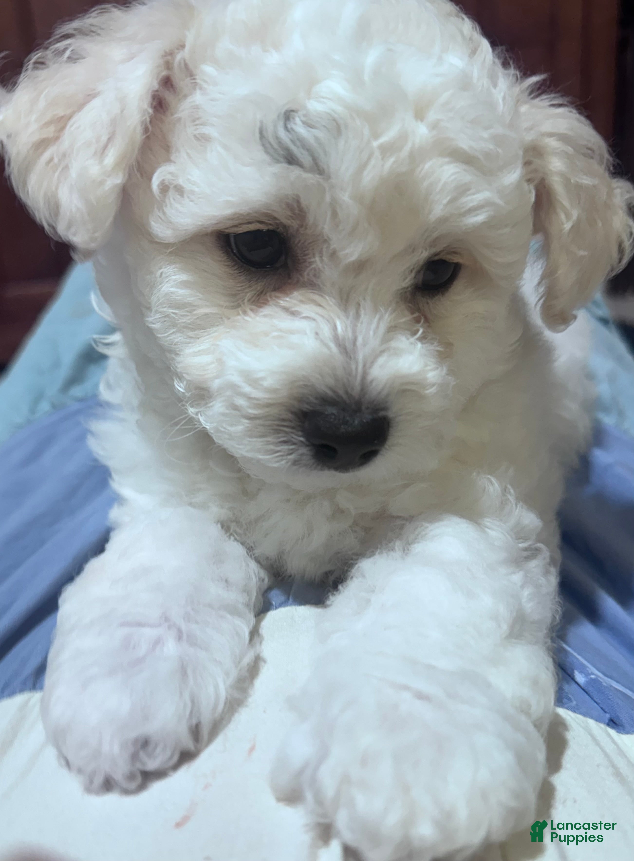 Bichon Frise (Bichon Frise, Male) in Warren, MA