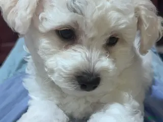 Bichon Frise dogs Bichon Frise black collar - Ad 31