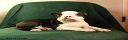 Boston Terrier dogs for sale: Fiona - Ad 3
