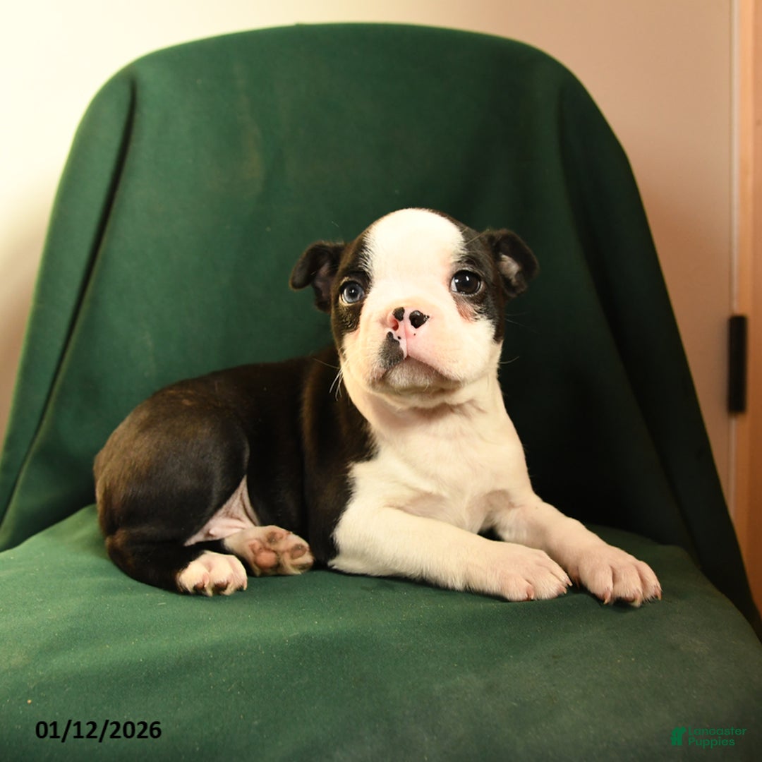 Boston Terrier dogs for sale: Fiona - Ad 3