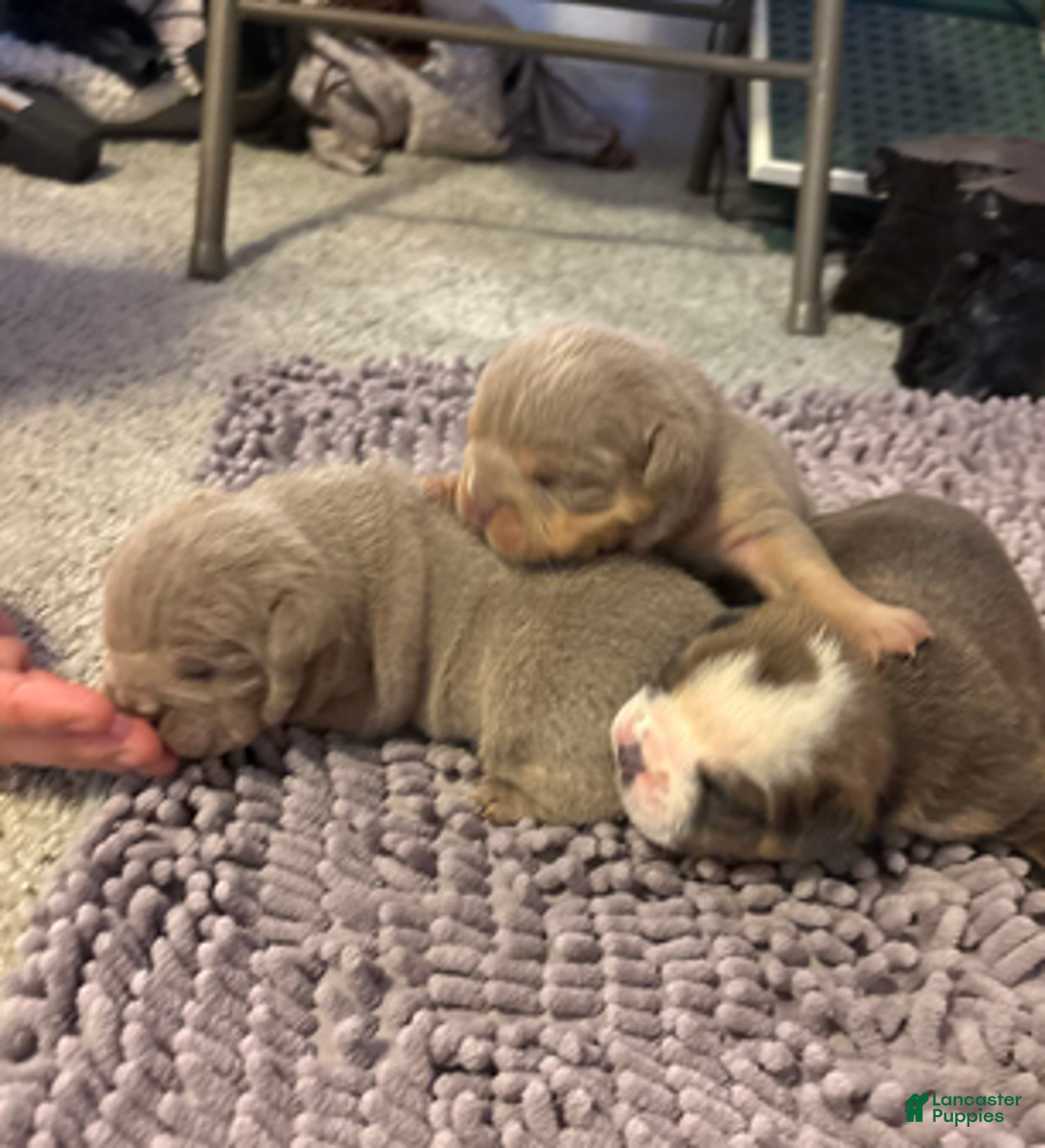 English Bulldog dogs for sale: Lola - Ad 4