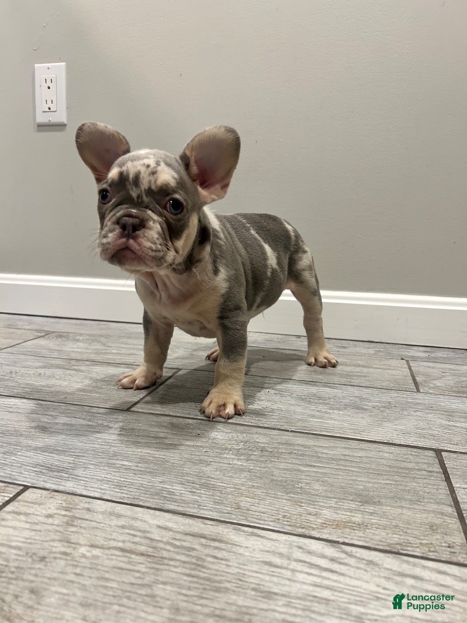 French Bulldog dogs Otto - Ad 1