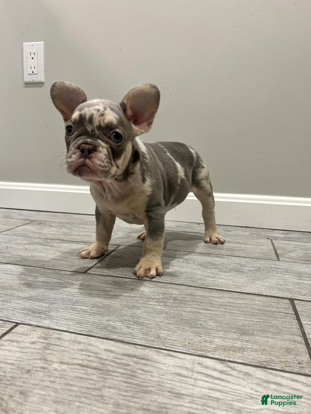 French Bulldog dogs for sale: Otto - Ad 1