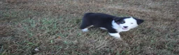 Miniature Australian Shepherd dogs for sale: Ellis - Ad 14