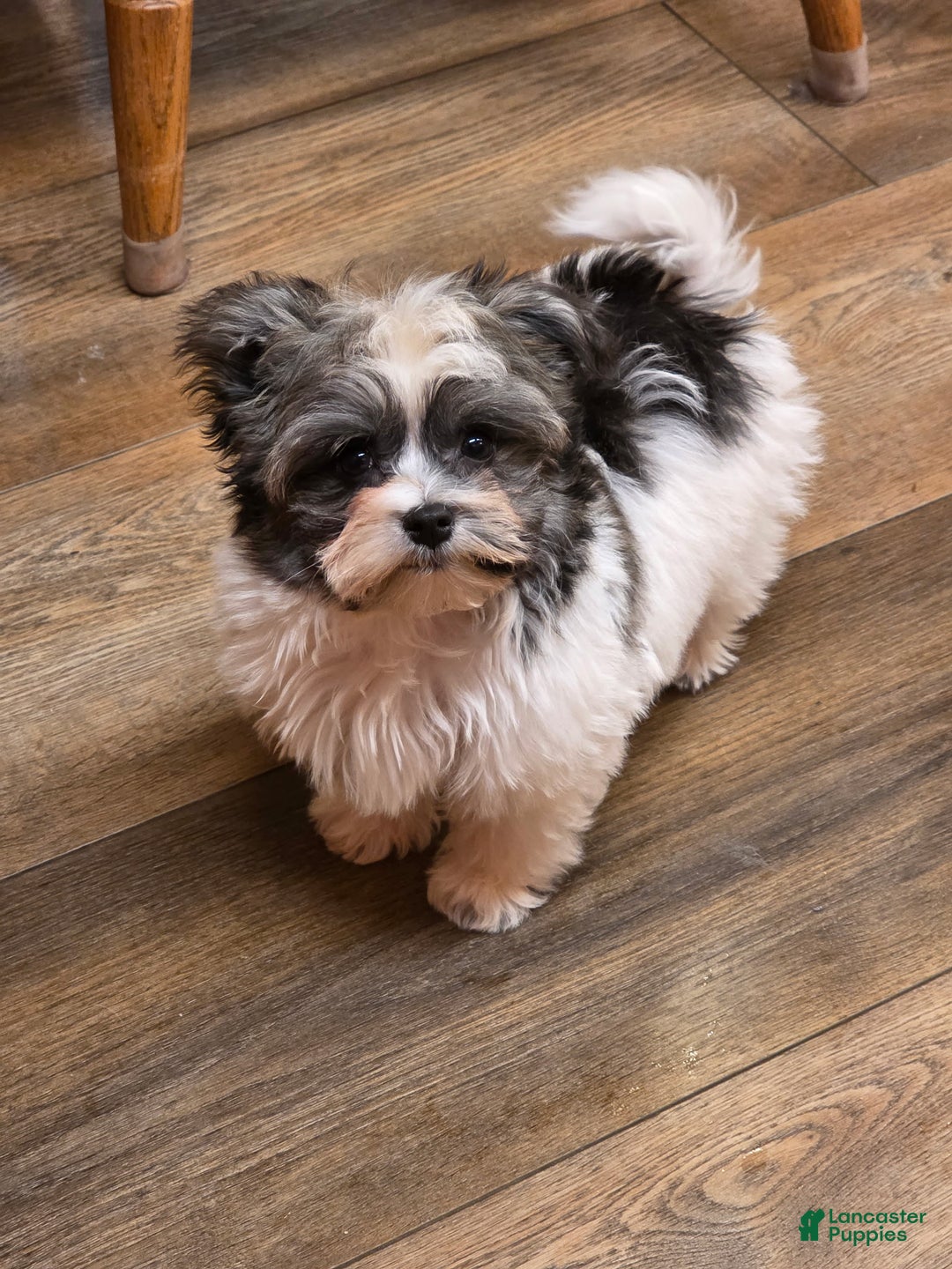 Havanese dogs for sale: Tin Tin - Ad 9