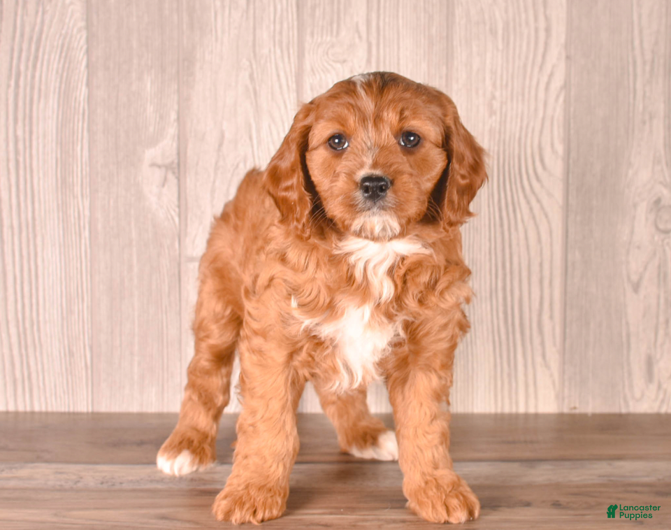Cavapoo dogs Zeina - Ad 1