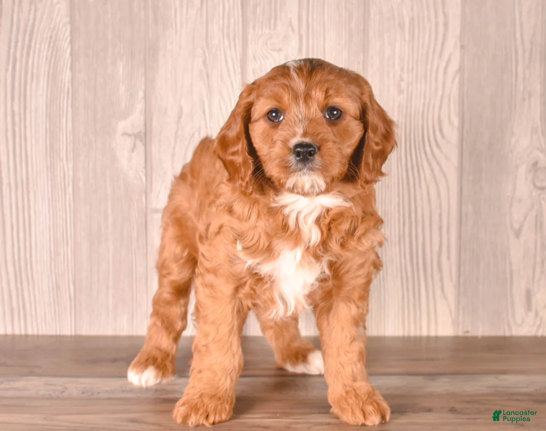 Cavapoo dogs for sale: Zeina - Ad 1