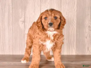 Cavapoo dogs for sale: Zeina - Ad 4