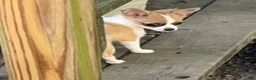 Chihuahua dogs for sale: Dolly - Ad 3