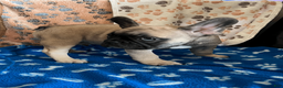 French Bulldog dogs for sale: DIAMOND - Ad 18
