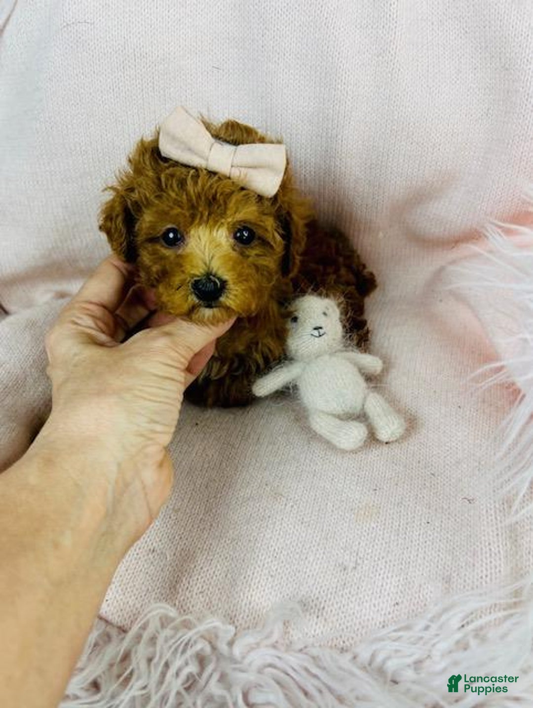 Toy Poodle dogs for sale: Poodle Puppy 1 - Ad 2