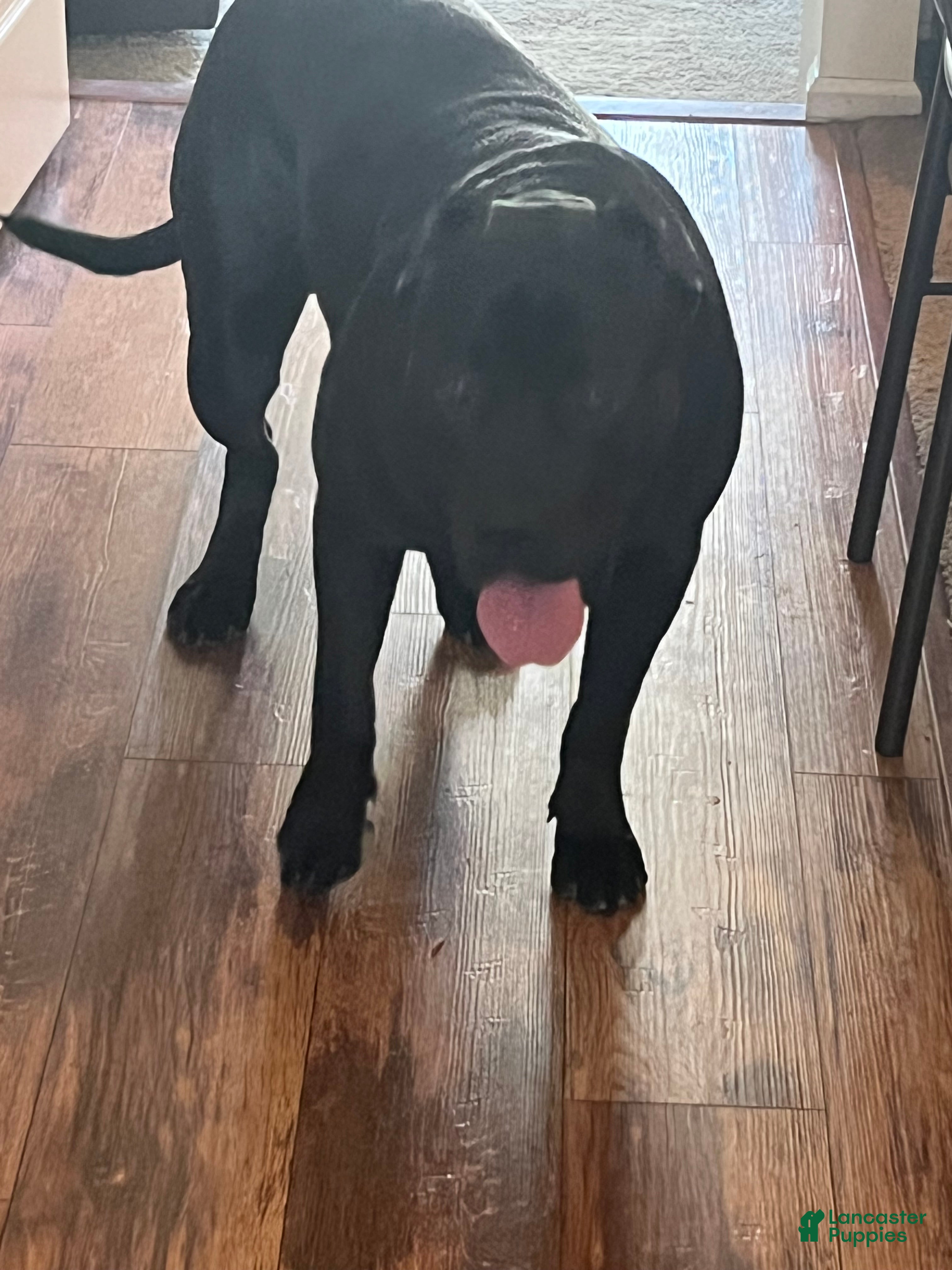 Presa Canario dogs Presa Canario Puppy 1 - Ad 1