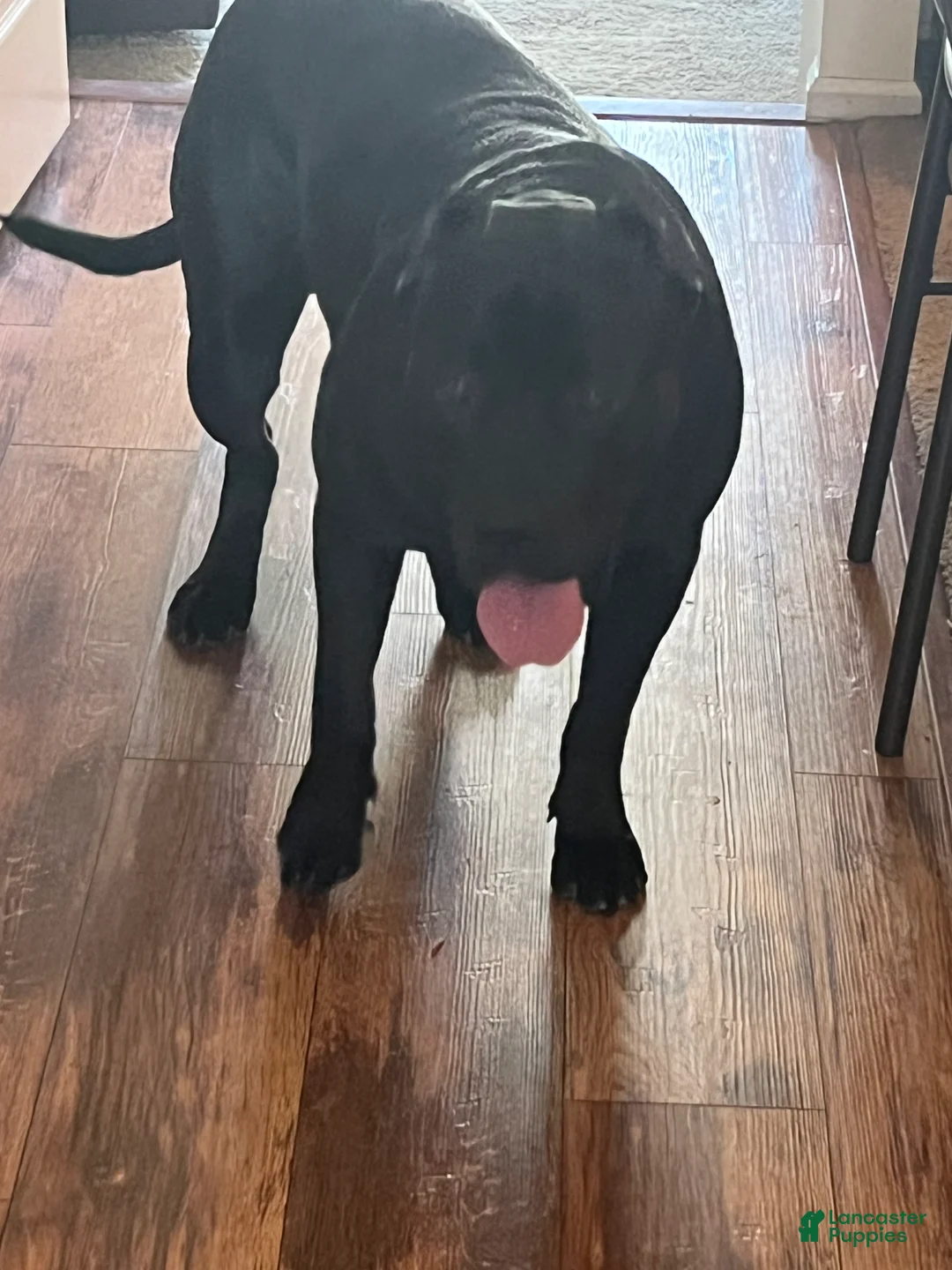 Presa Canario dogs for sale: Presa Canario Puppy 1 - Ad 1