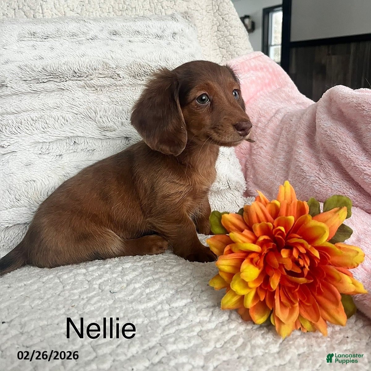 Miniature Dachshund dogs Nellie - Ad 1
