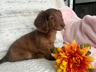 Miniature Dachshund dogs for sale: Nellie - Ad 3
