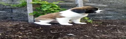 Saint Bernard dogs for sale: Bear - Ad 4