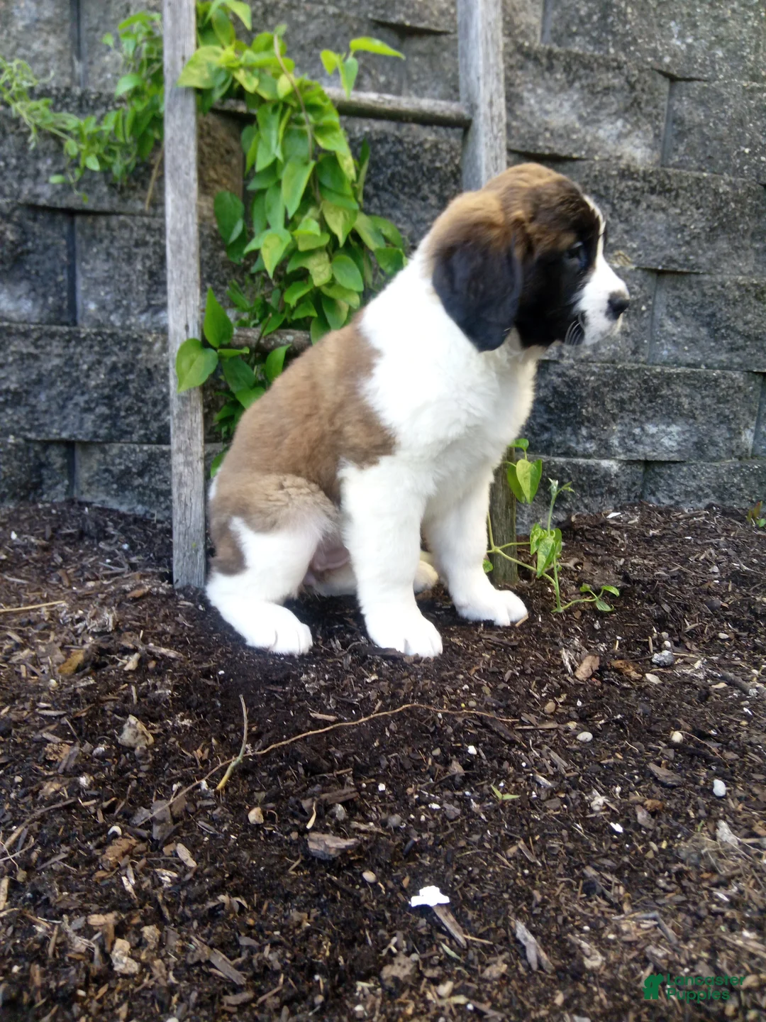 Saint Bernard dogs for sale: Bear - Ad 4