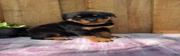 Rottweiler dogs for sale: Bear - Ad 12