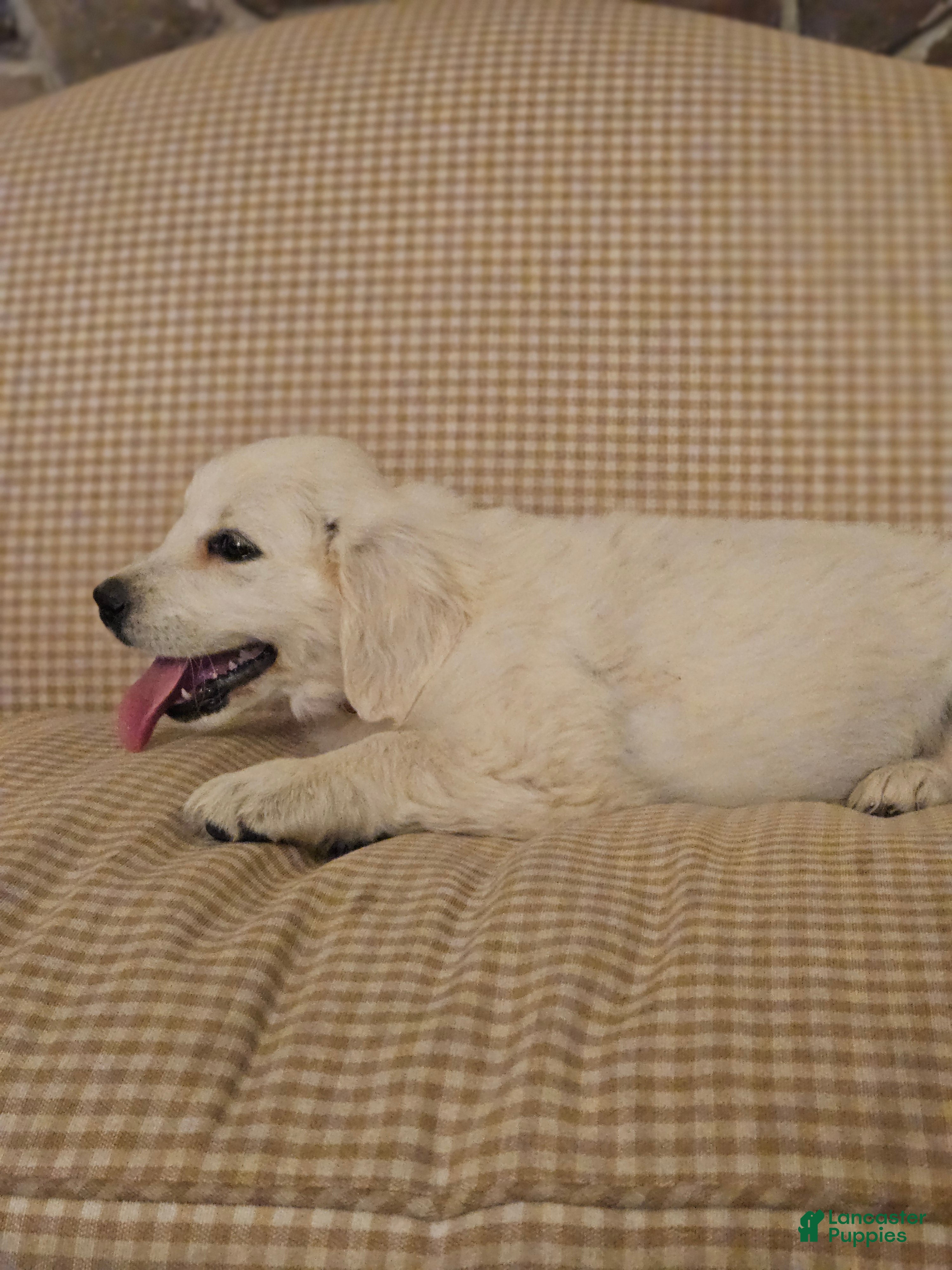 Golden Retriever dogs Ruby - Ad 2