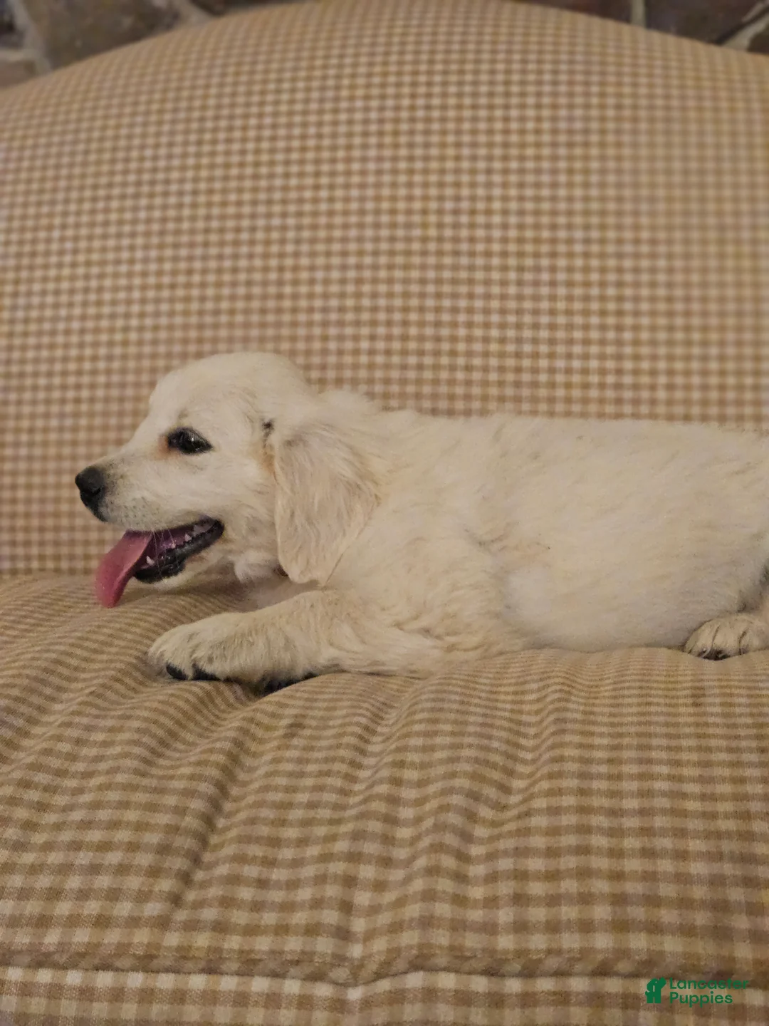 Golden Retriever dogs for sale: Ruby - Ad 2