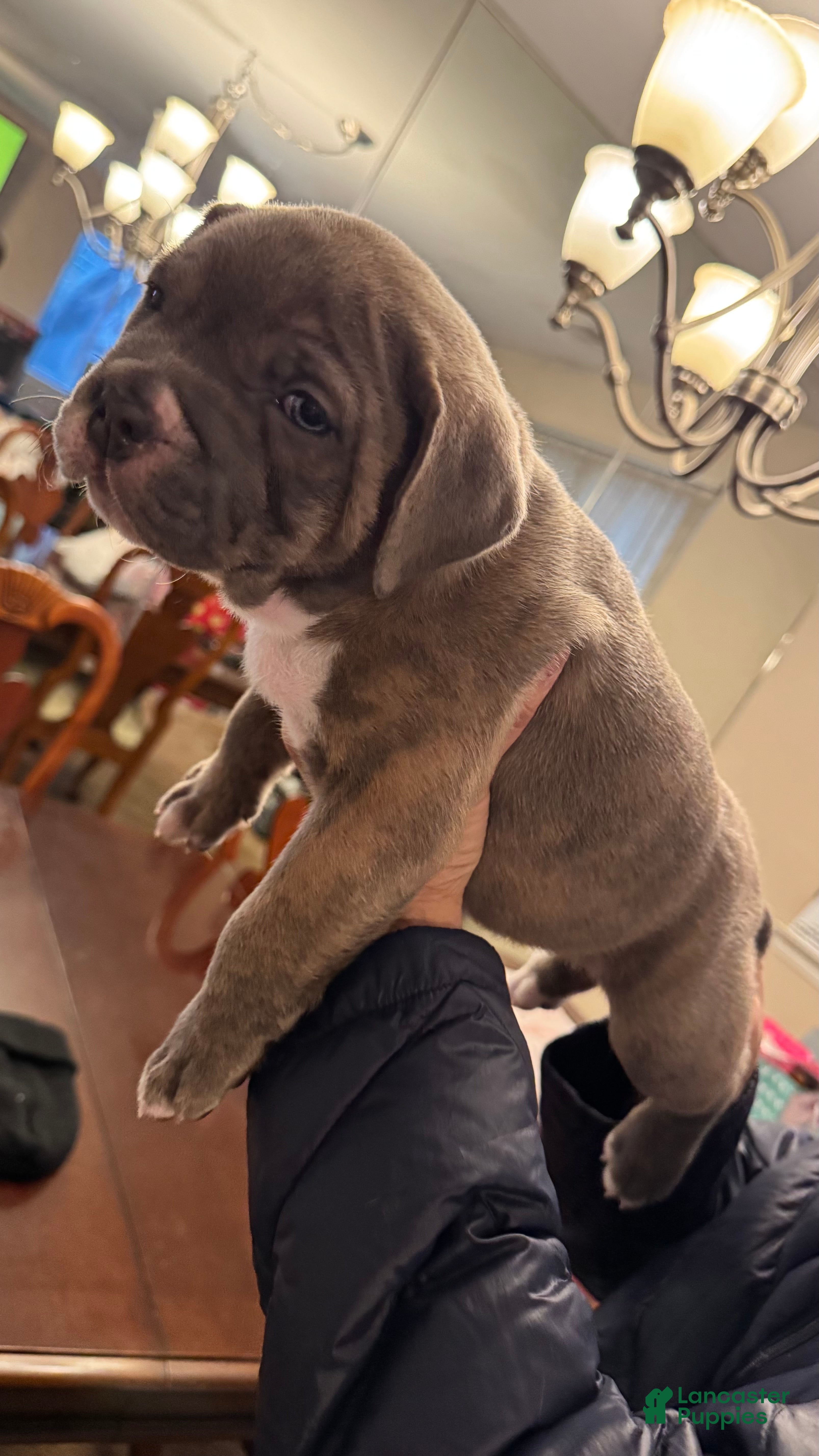 American Bully dogs American Bully Puppy KOVA - Ad 1