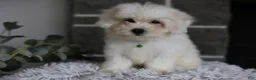 Maltipoo dogs for sale: Frankie - Ad 5