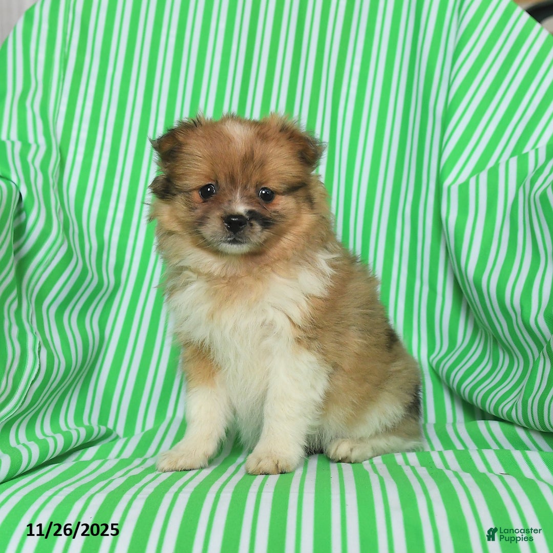 Pomeranian dogs for sale: Penny - Ad 2