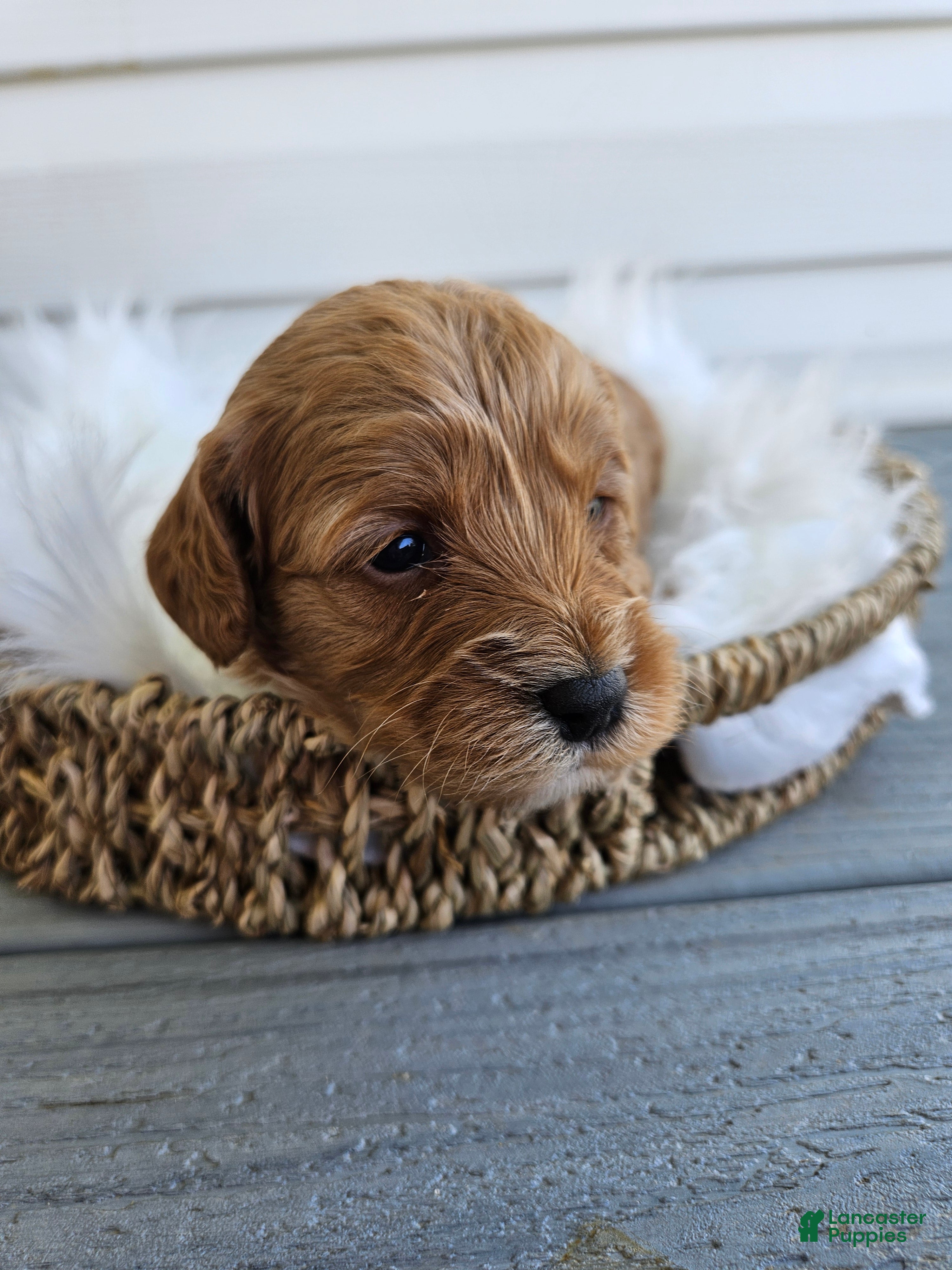 Cavapoo dogs Callie - Ad 28