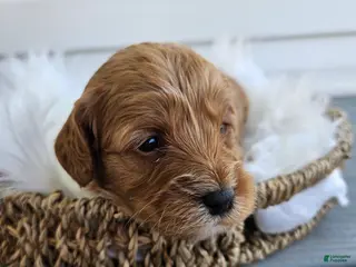 Cavapoo dogs Callie - Ad 28