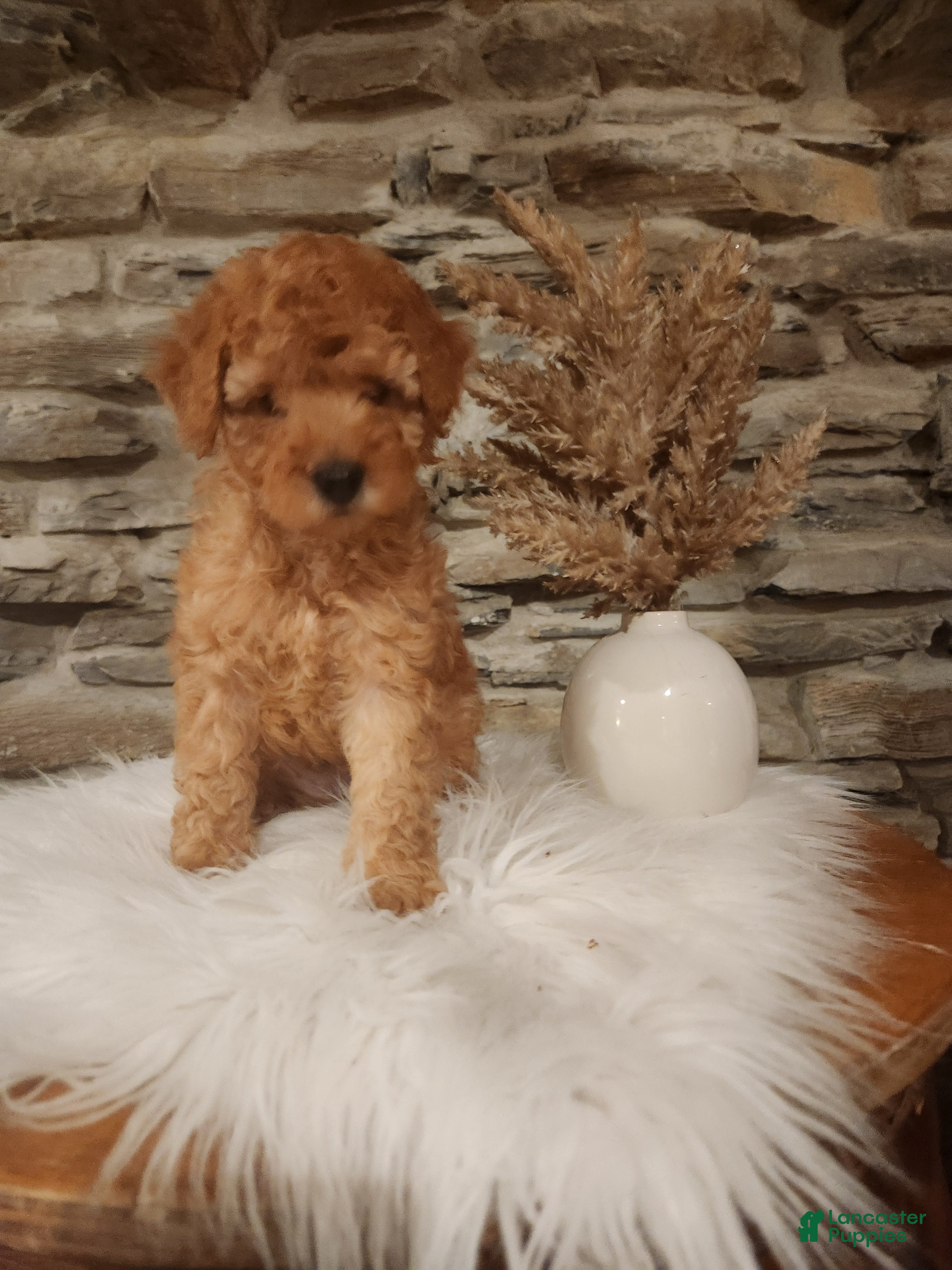 Mini Goldendoodle dogs JETT - MINI GOLDENDOODLE LOVELY PUPPY (RICHLAND, PA) - F1BB - Ad 13