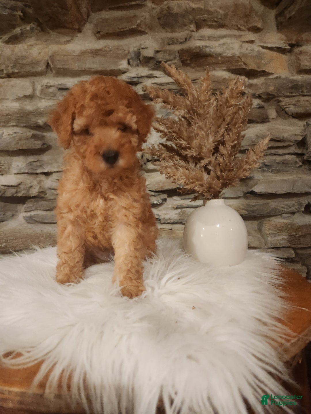 Mini Goldendoodle dogs for sale: JETT - MINI GOLDENDOODLE LOVELY PUPPY (RICHLAND, PA) - F1BB - Ad 1