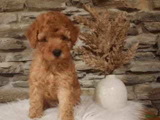 Mini Goldendoodle dogs for sale: JETT - MINI GOLDENDOODLE LOVELY PUPPY (RICHLAND, PA) - F1BB - Ad 2