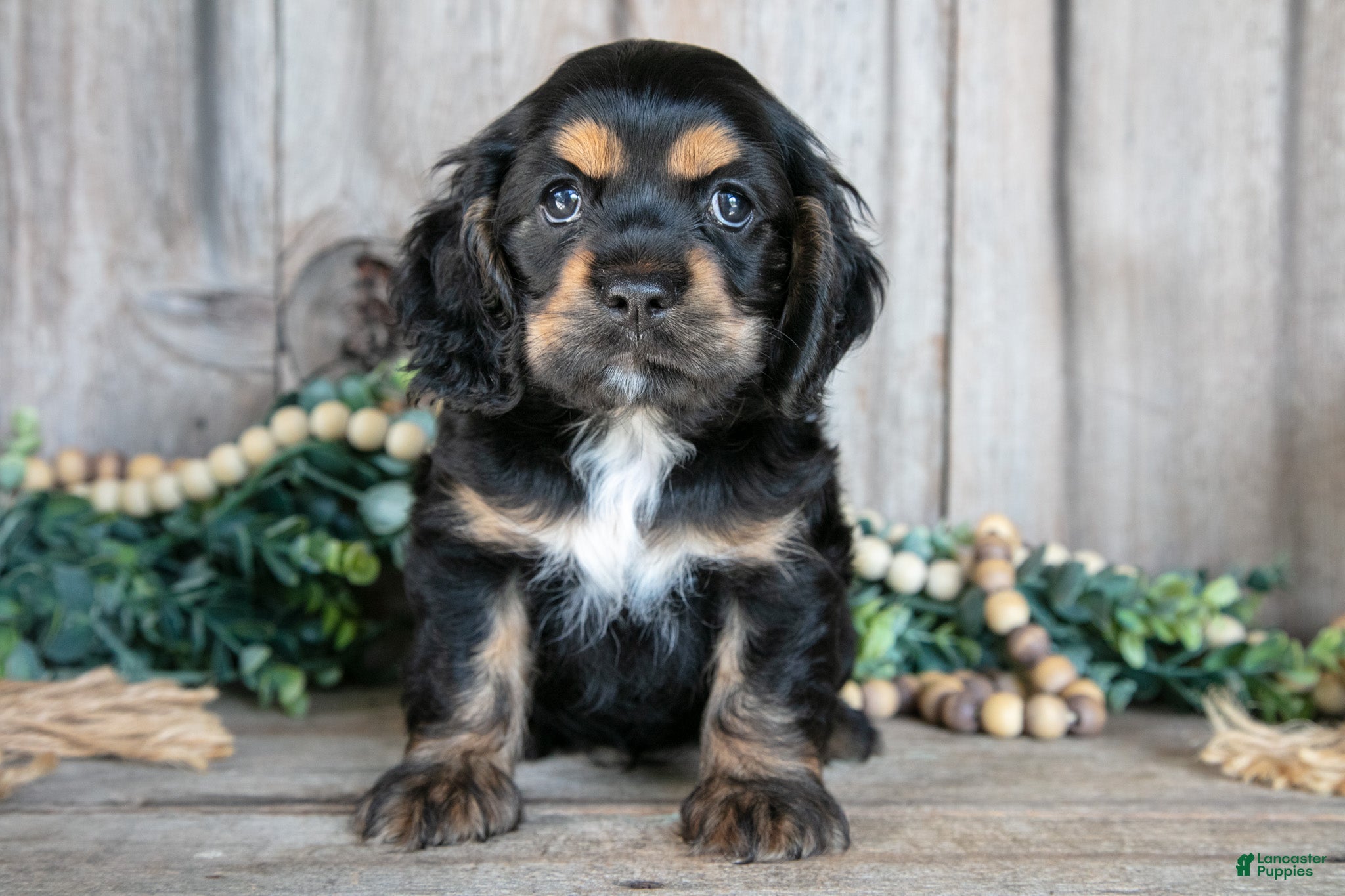 Cocker Spaniel dogs Daphne - Ad 1