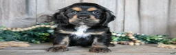 Cocker Spaniel dogs for sale: Daphne - Ad 1