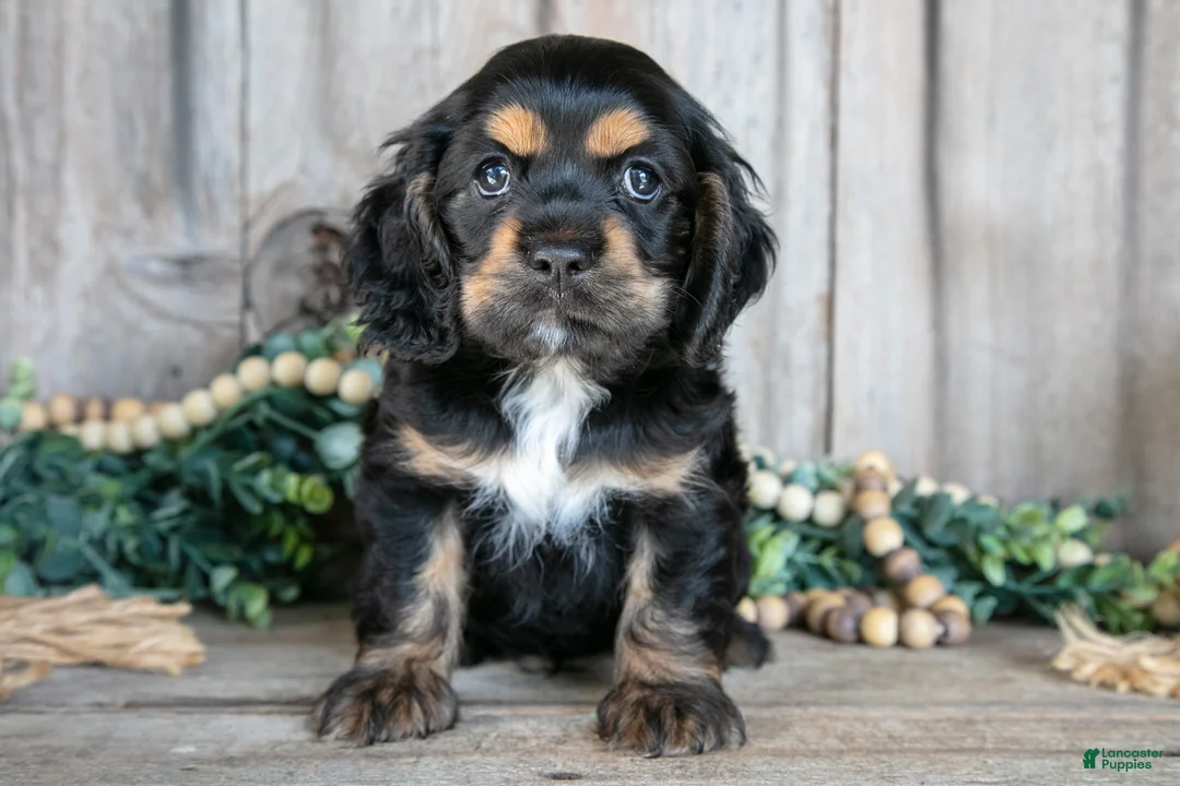 Cocker Spaniel dogs for sale: Daphne - Ad 1