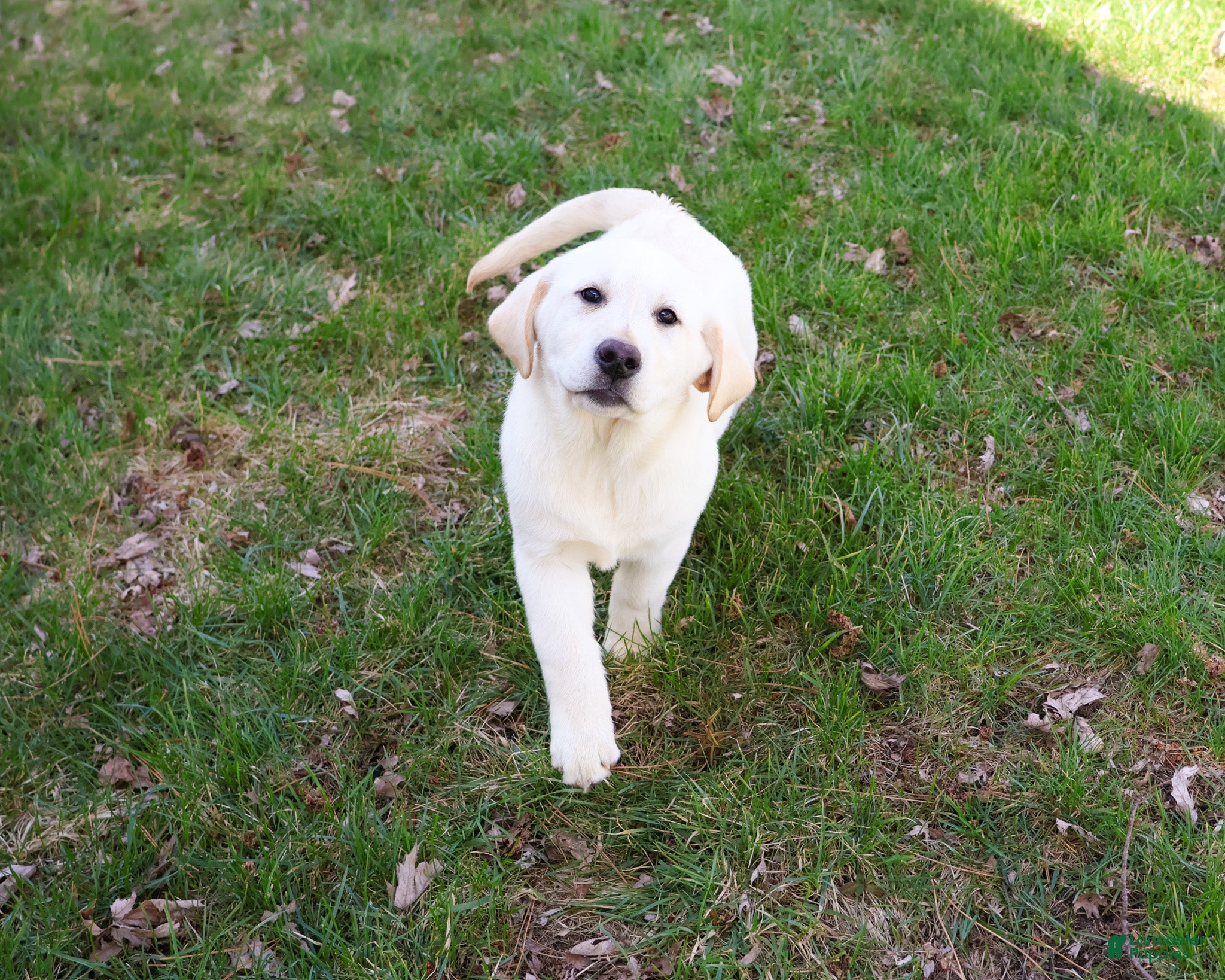 Labrador Retriever dogs Jeremiah  - Ad 1