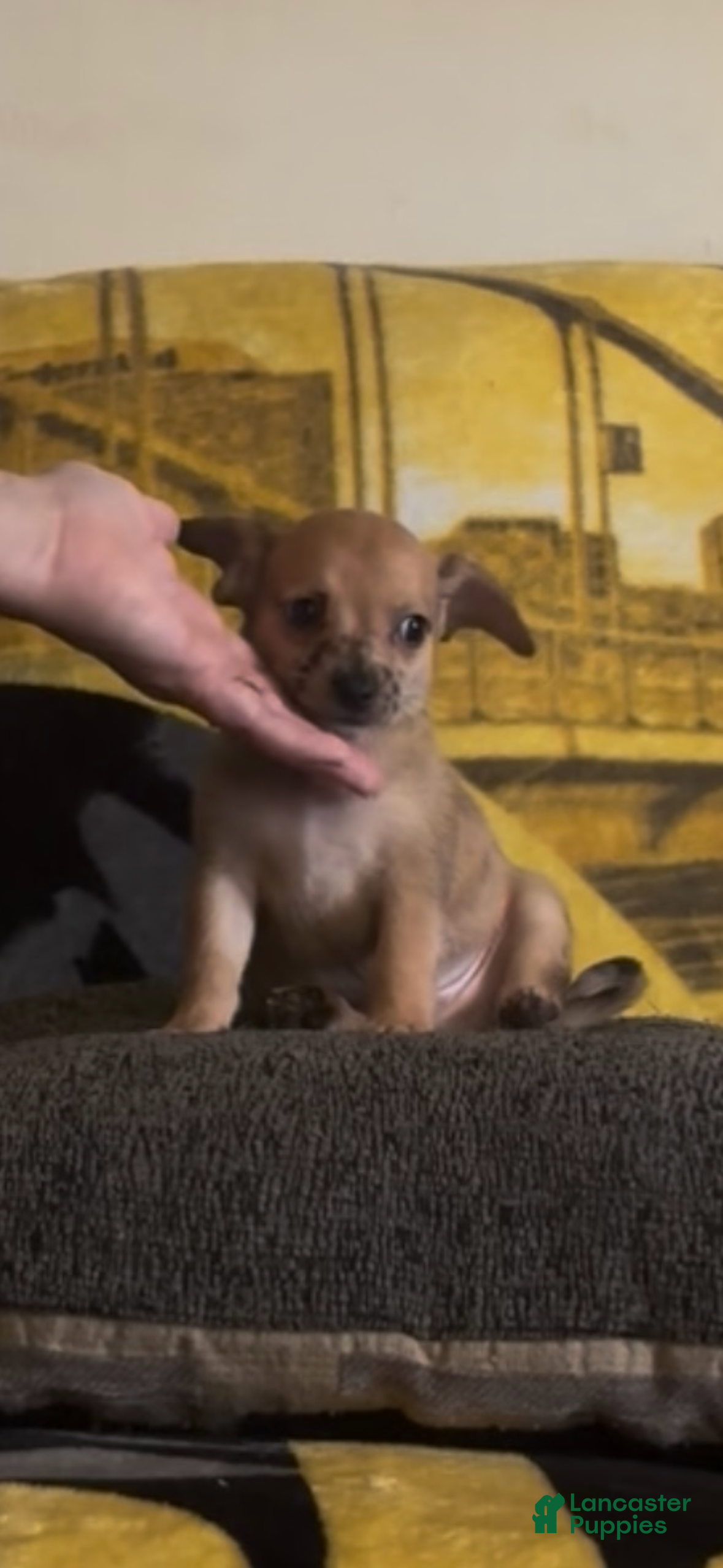 Chiweenie dogs Hairy Paw-ter - Ad 2