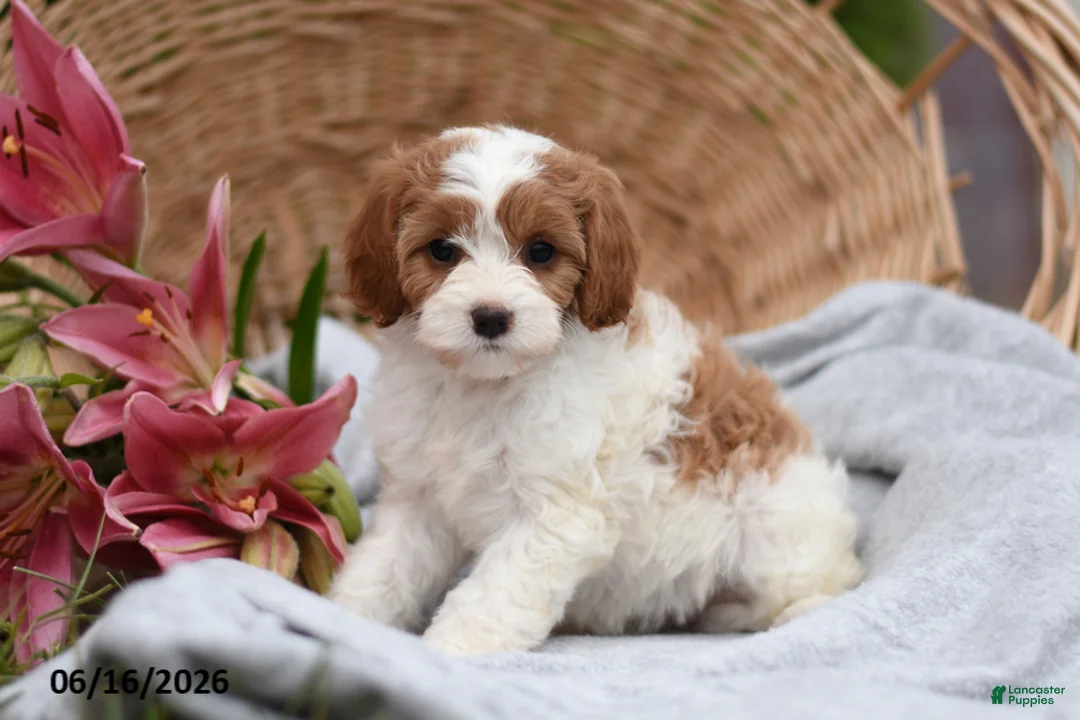 Cavapoo dogs for sale: Minnie - Ad 2