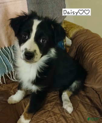 Australian Shepherd dogs Daisy - Ad 11