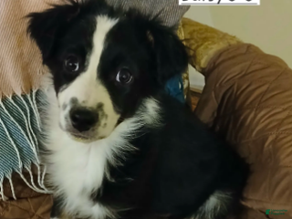 Australian Shepherd dogs Daisy - Ad 28