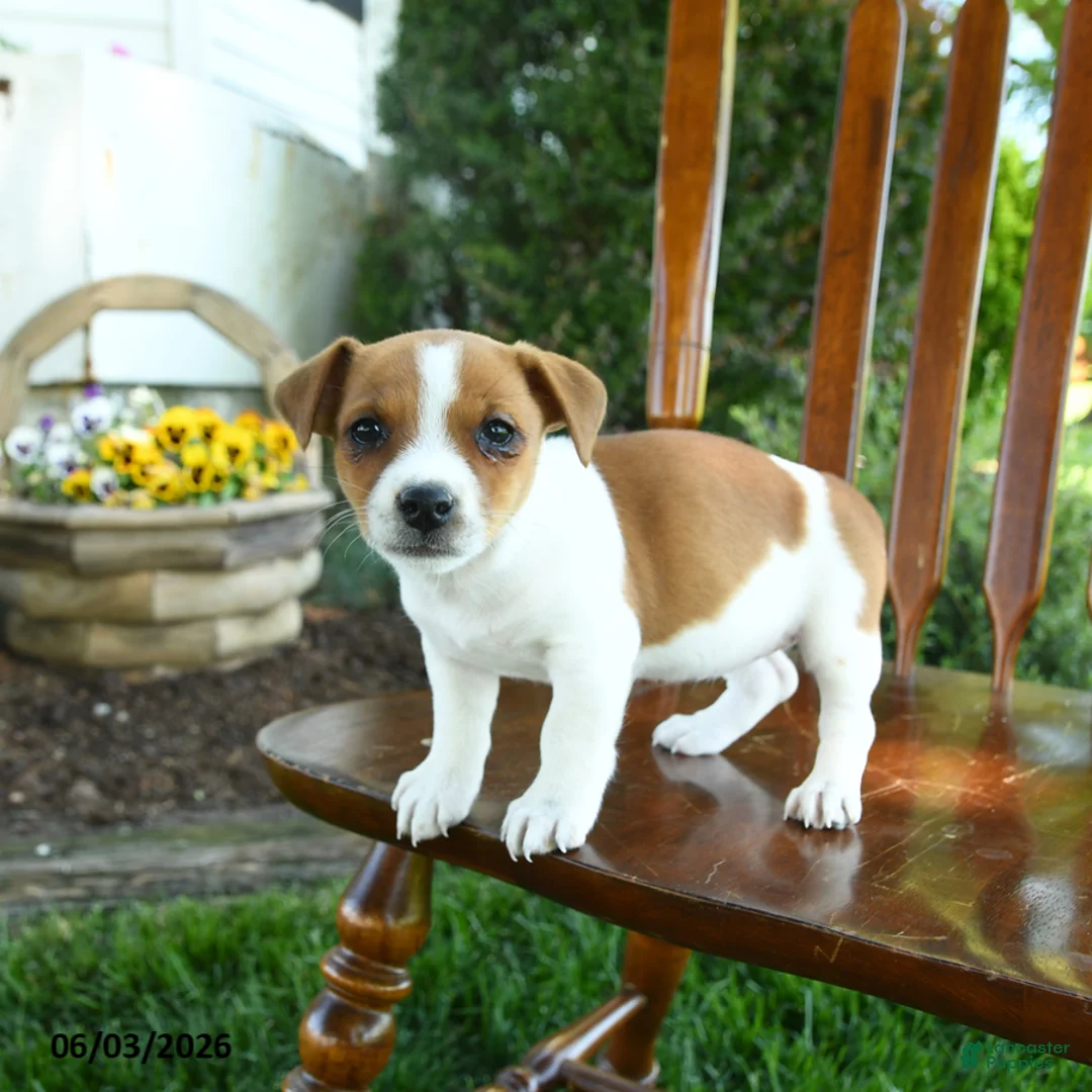 Mixed Breed dogs for sale: Jerusha - Ad 3