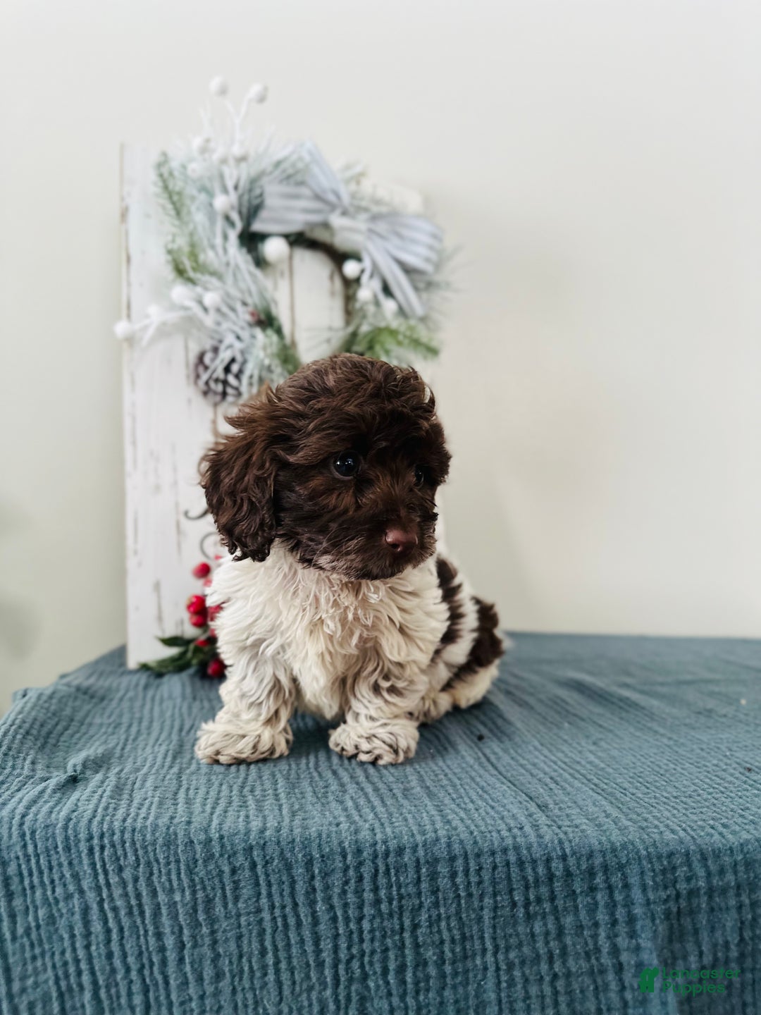Mixed Breed dogs for sale: Ivy - Ad 4