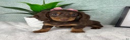 Miniature Dachshund dogs for sale: Demi - Ad 4