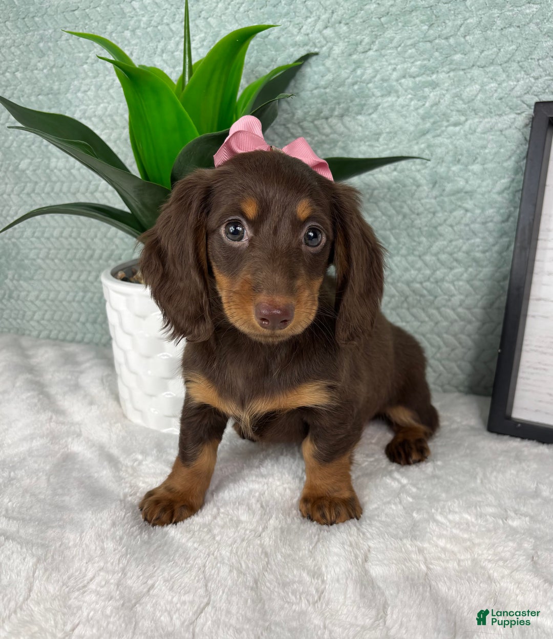 Miniature Dachshund dogs for sale: Demi - Ad 4