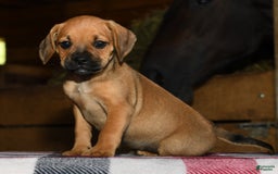 Puggle dogs for sale: Nick - Image 1