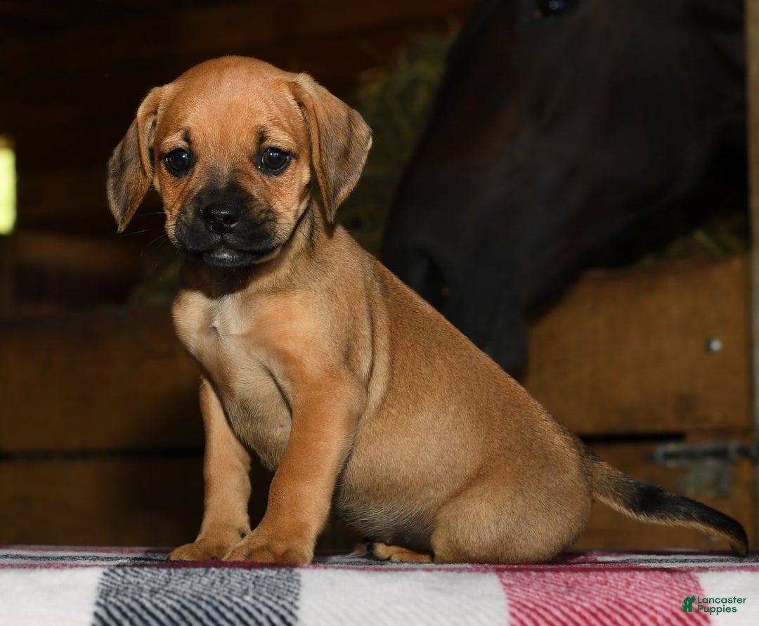 Puggle dogs for sale: Nick - Image 1