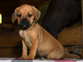 Puggle dogs - Ad 21