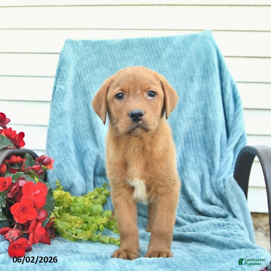 Labrador Retriever dogs for sale: Milo  - Ad 4