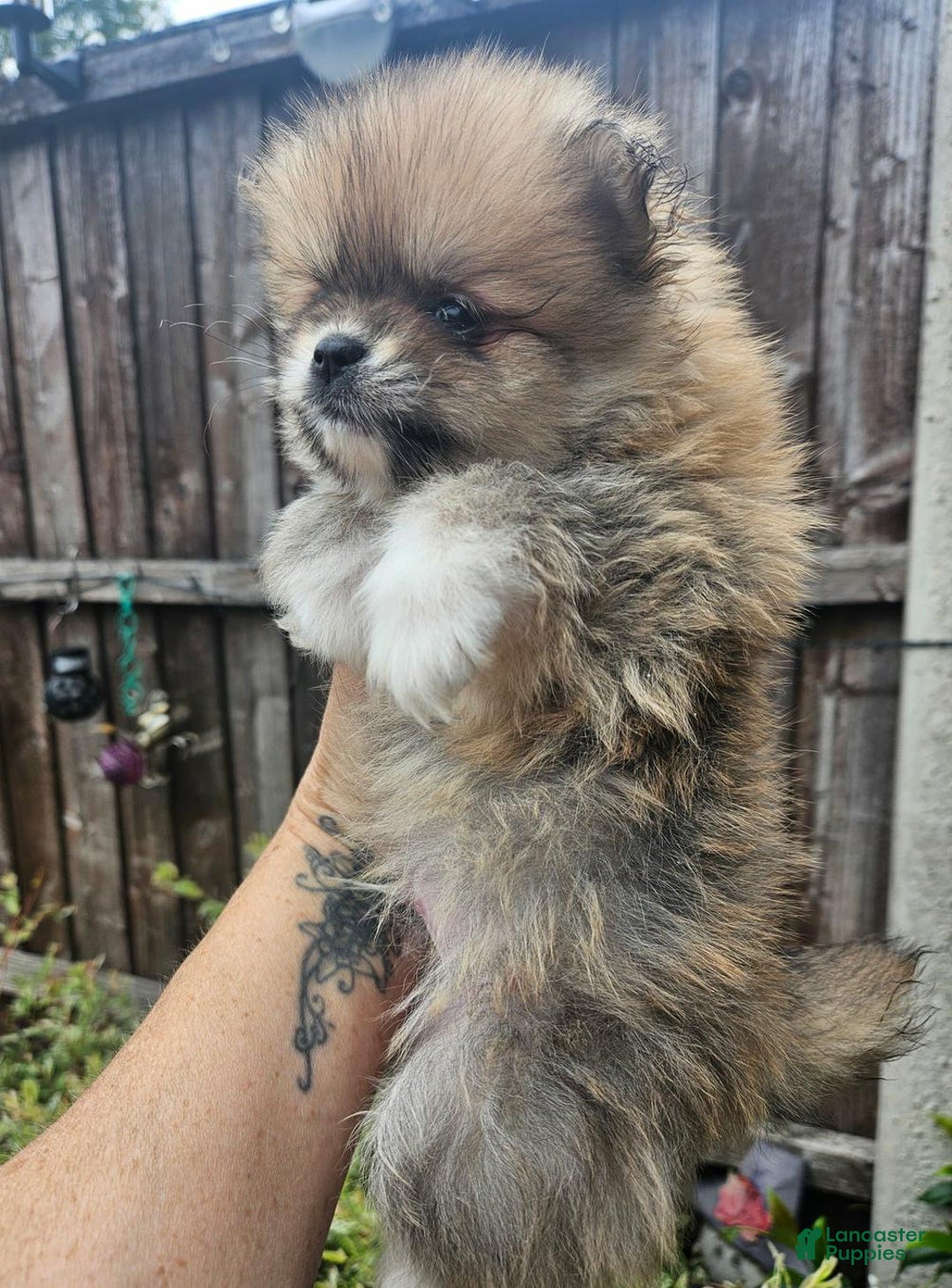 Pomeranian dogs for sale: Naya - Ad 3